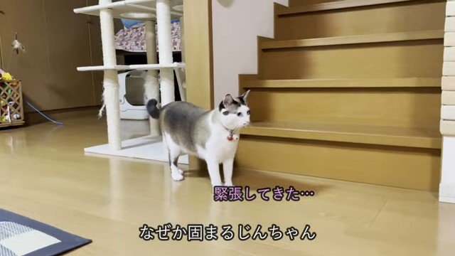 階段の前の猫