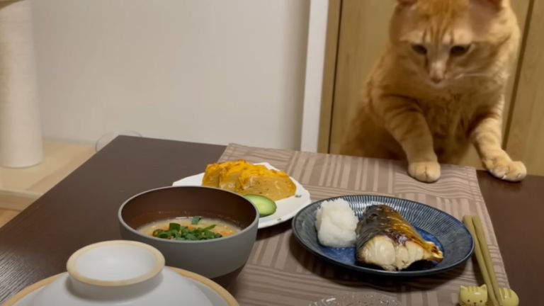 テーブルの料理を見つめる猫