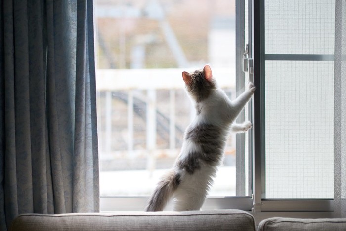 立って外を見る猫