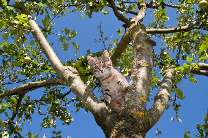 木の上から下を見る子猫