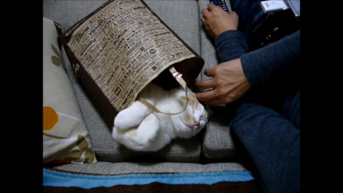 袋の中で寝る猫