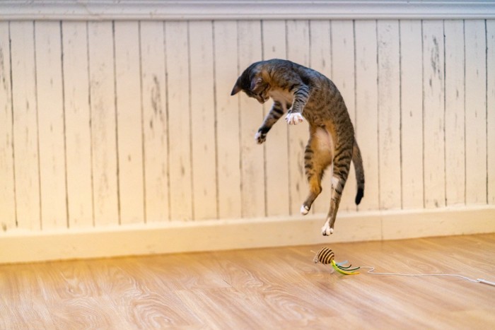 おもちゃに驚いて飛び上がる猫