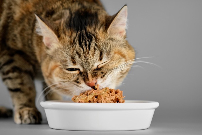 ガツガツ食べる猫
