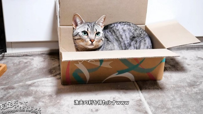 箱に入る縞模様の猫