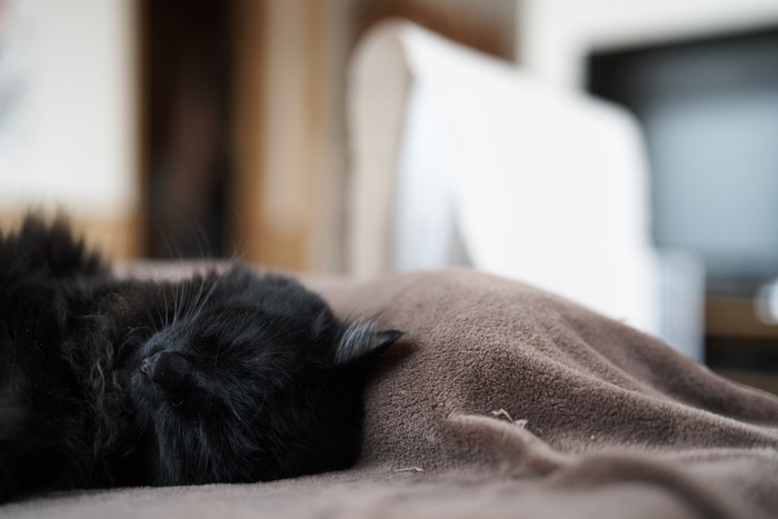 寝ている黒猫