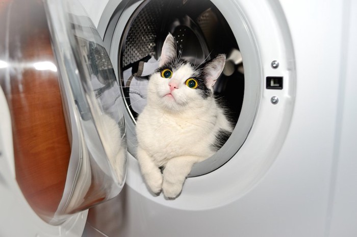 洗濯機の中に入った猫