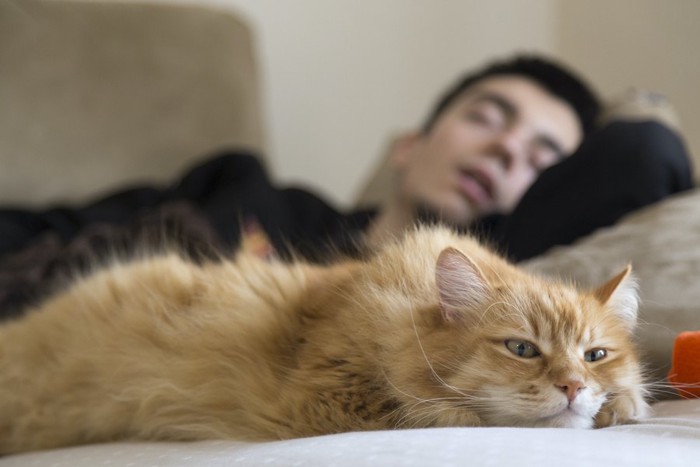 眠っている男性の隣で休む猫