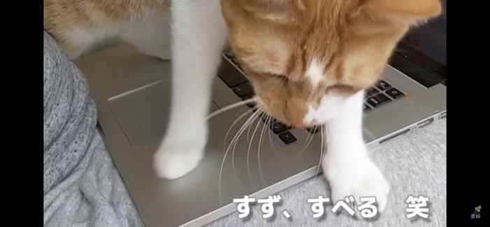 パソコンの上で邪魔する猫