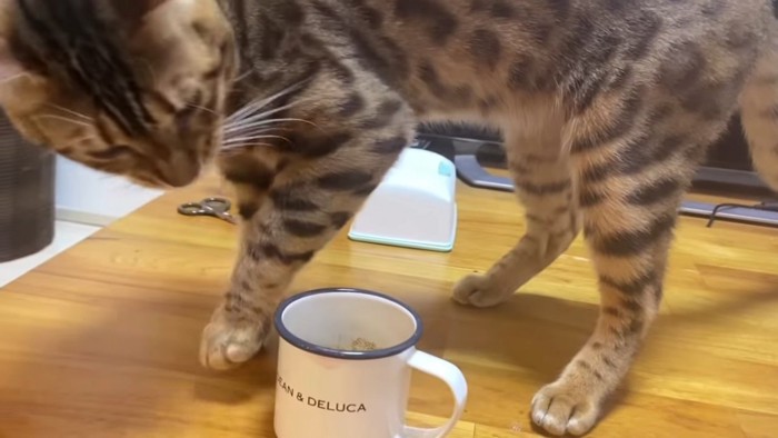 マグカップを見る猫
