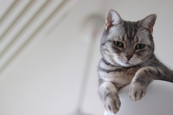 キャットタワーに昇る猫