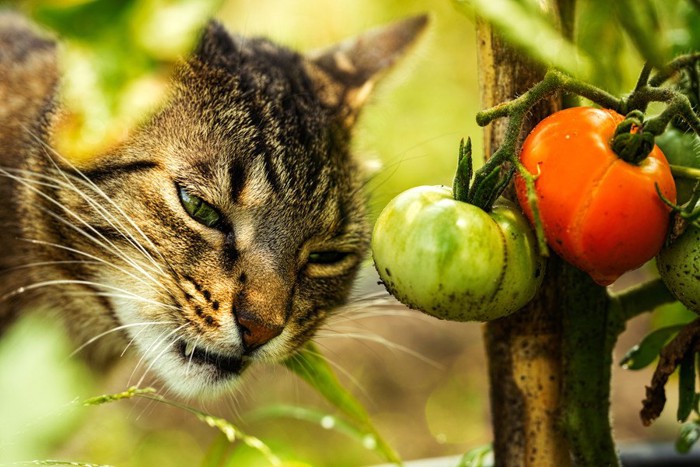 トマトの側にいる猫