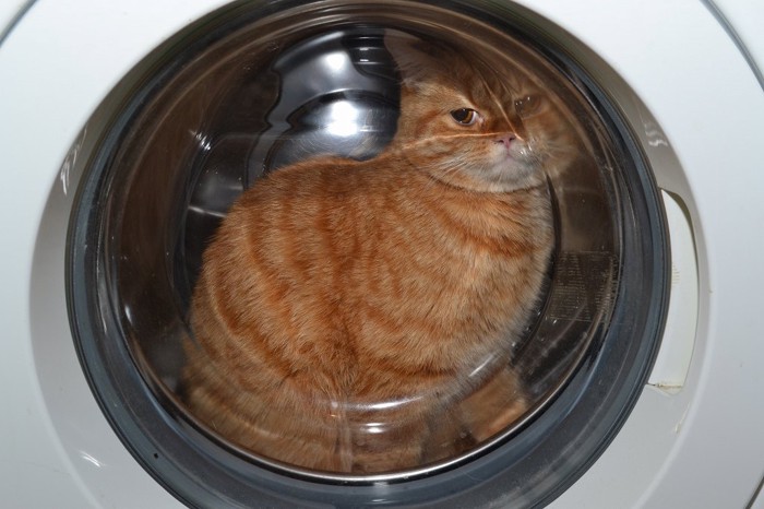 洗濯機の中に入ってふたを閉じられてしまった猫