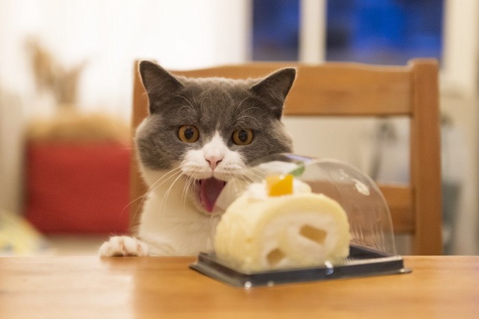 ケーキを見て喜ぶ猫