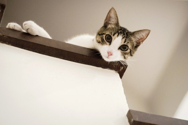 階段からこちらを見る猫