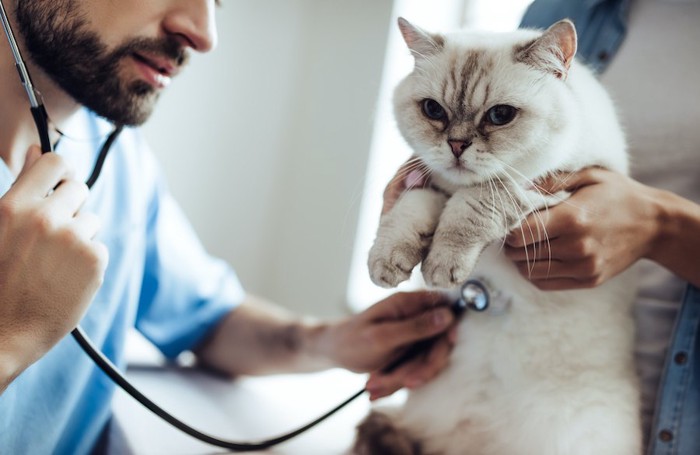 飼い主に抱えられて獣医師の診察を受ける猫