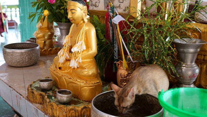 釈迦像の隣で水を飲む猫