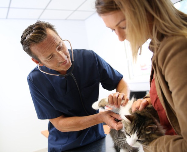 病院内で男性医師による猫の診察と飼い主の女性