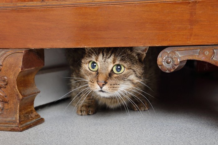 テーブルの下に隠れる猫