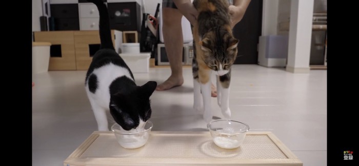 ヨーグルトを食べる猫