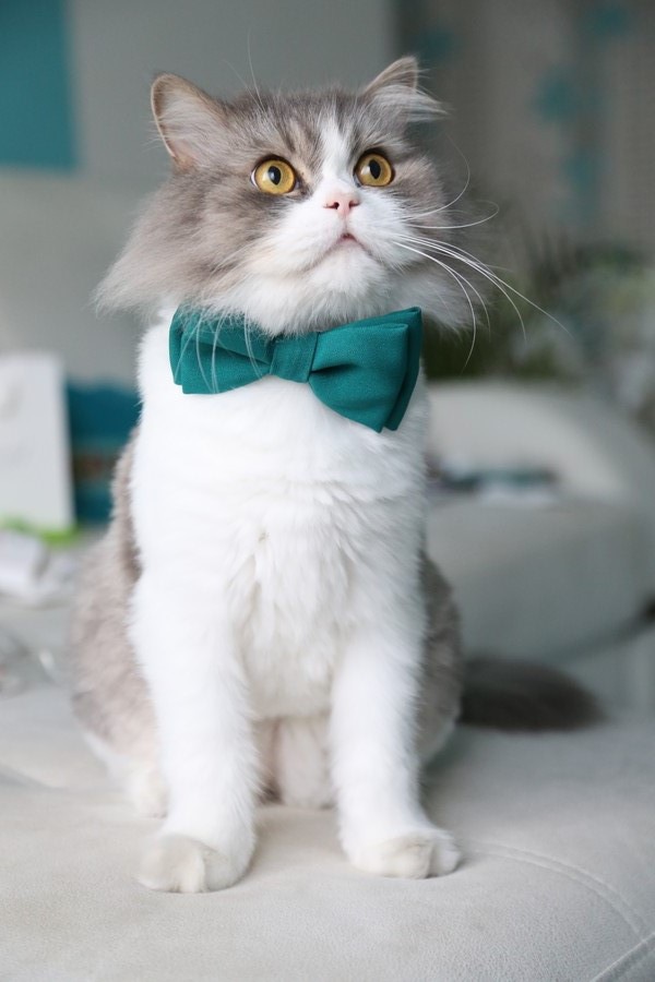 ネクタイをしている猫