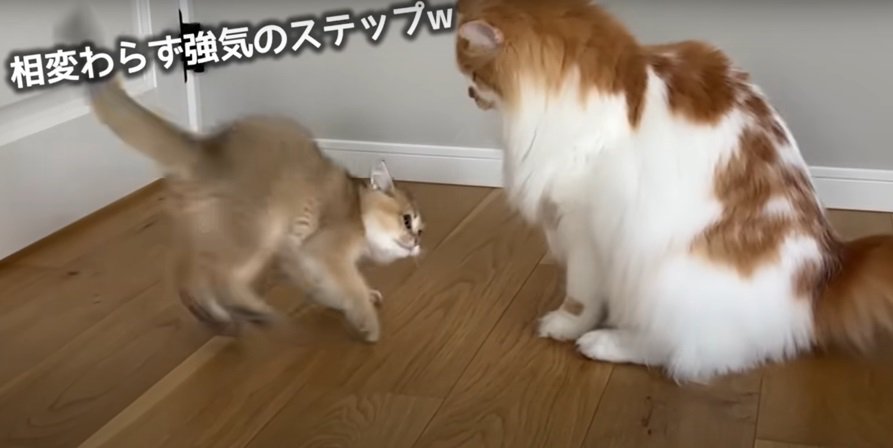 立つ子猫と成猫