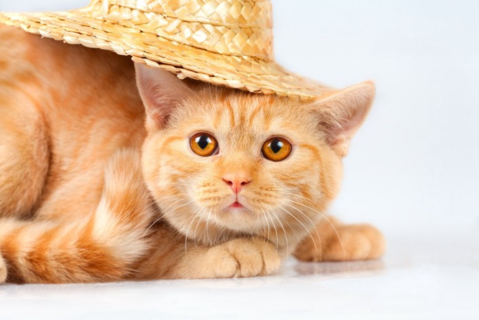 麦わら帽子をかぶった猫