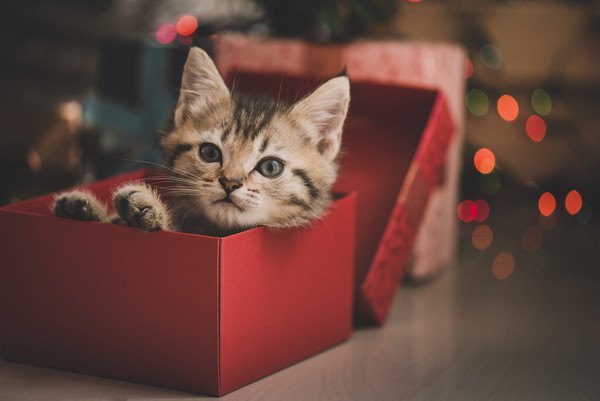 赤い箱に入る猫