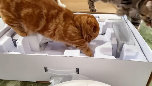 箱の中に手をのばす猫