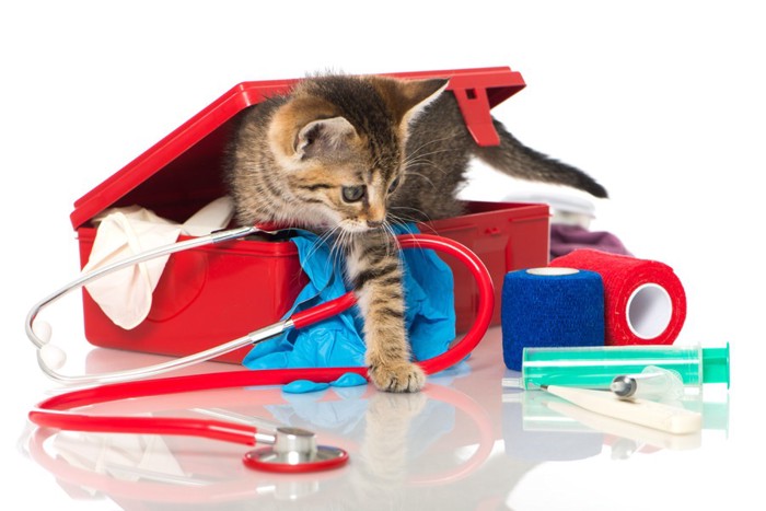 子猫と医療器具