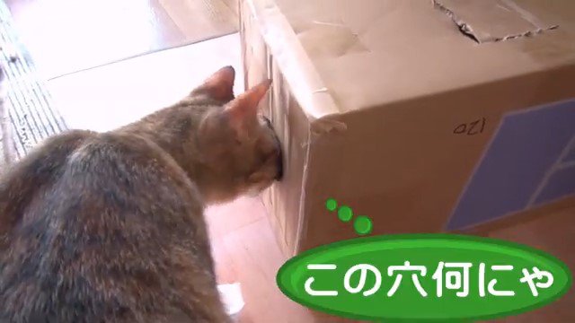 ダンボール箱の穴を覗く猫
