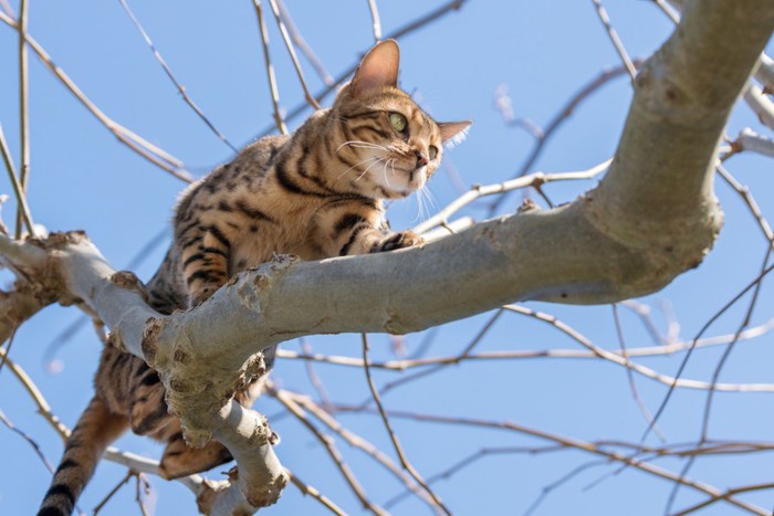 木の上に登っている猫