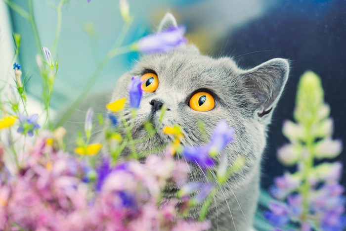 綺麗な花の中にいる猫