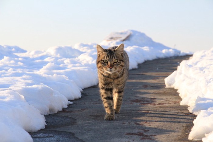 東京湾と雪道を歩く野良猫