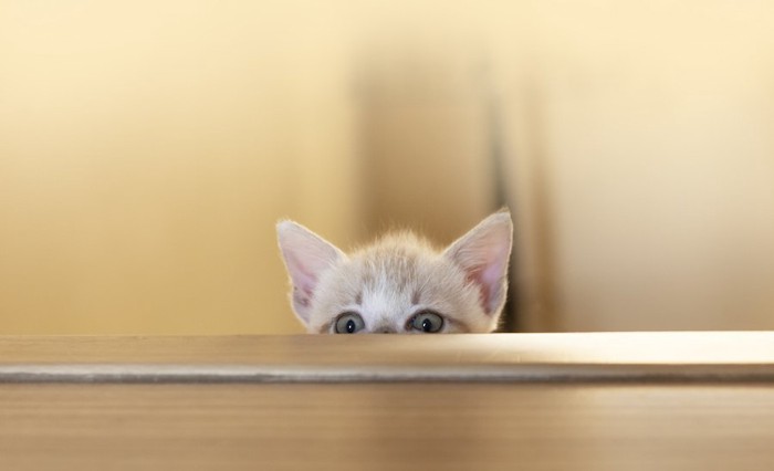 テーブルの下から覗く子猫