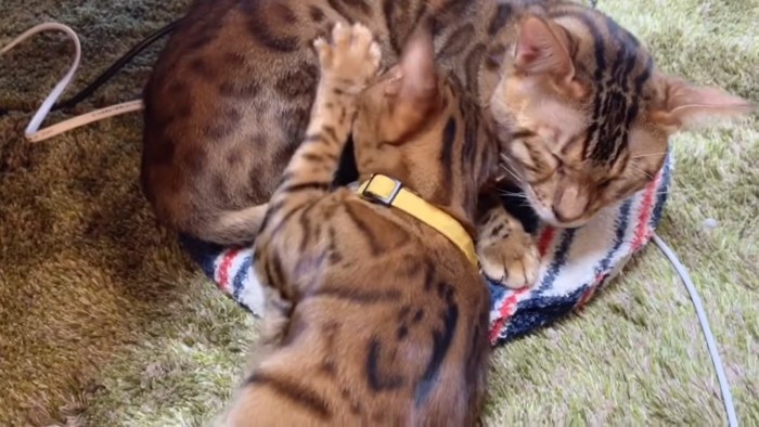丸くなっている猫と黄色い首輪の猫