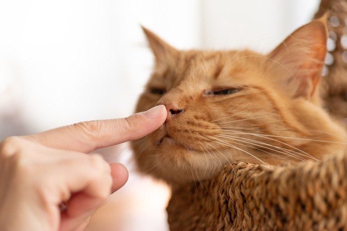 指先の匂いを嗅ぐ猫