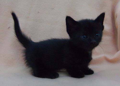 赤ちゃんの黒猫はかわいすぎる
