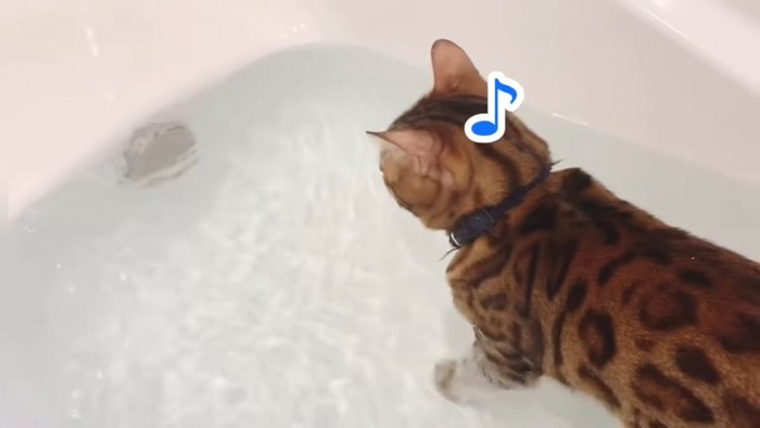 お湯に浸かる猫の後ろ姿