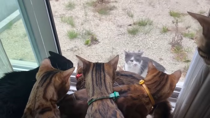外にいる猫を見る猫たち