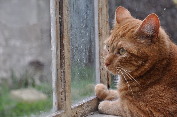 窓を見ている猫