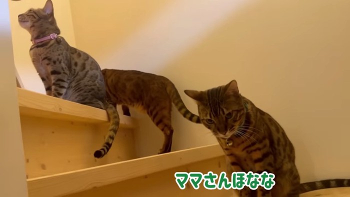 階段にいる3匹の猫
