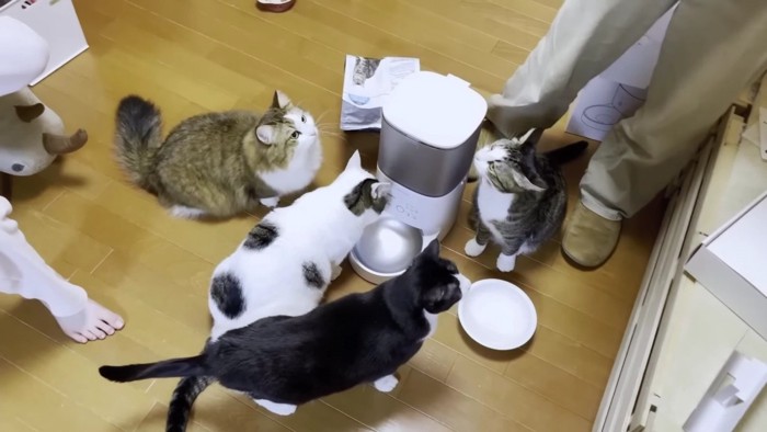 給餌器に集まる猫たち