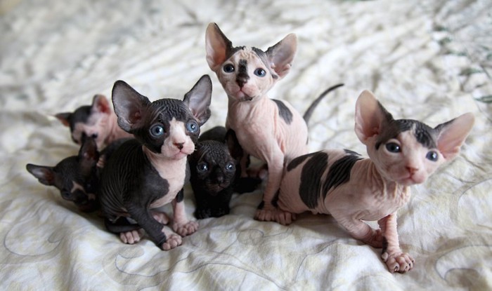 ベッドの上で寄り添う6匹のスフィンクスの子猫