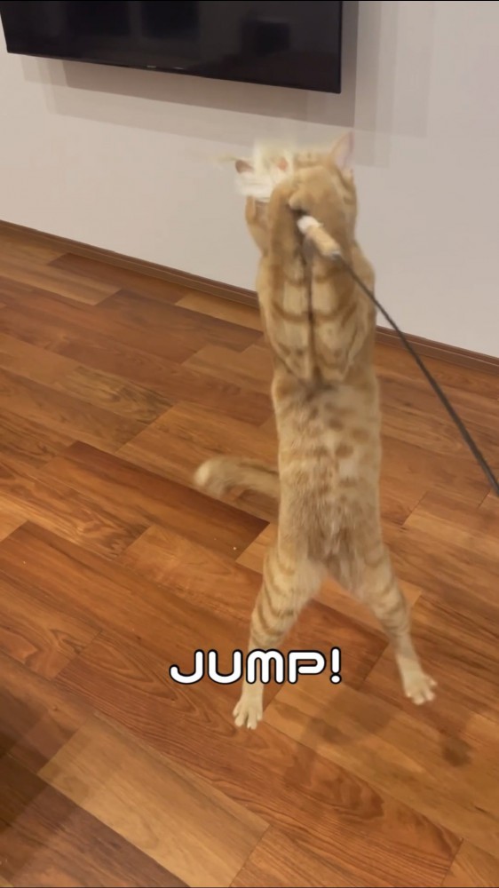 飛び跳ねる猫