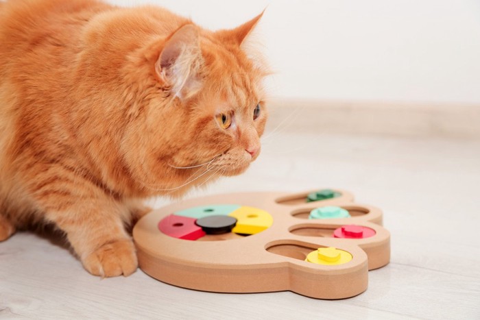 おもちゃで遊ぶ茶色の猫