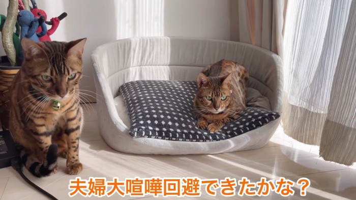 座る猫と猫ベッドにいる猫