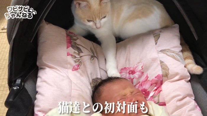 赤ちゃんの頭を触る猫