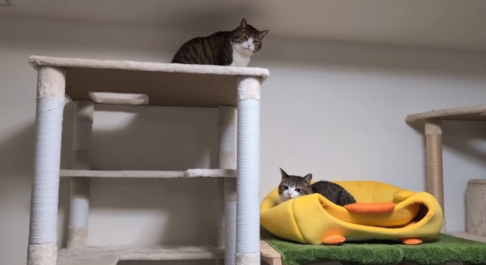 タワーの上の猫