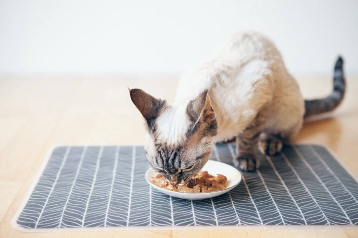 ランチマットの上で食事をする猫