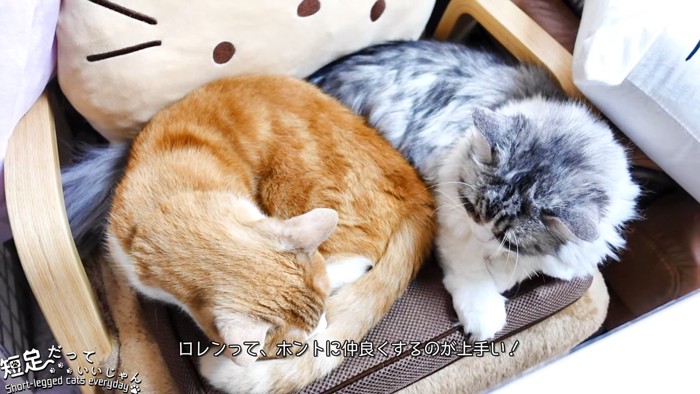 くっついている長毛の猫と茶色の猫